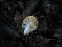 Russula odorata image