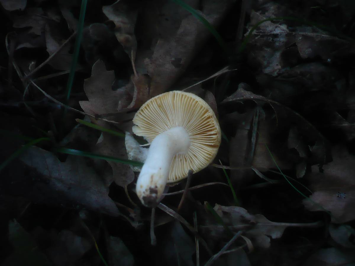 Russula odorata image
