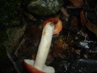 Russula luteotacta image