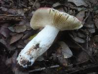 Russula decipiens image