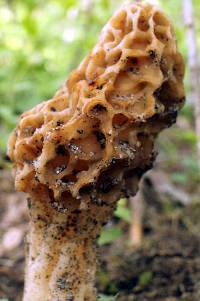 Morchella esculentoides image