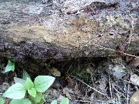 Stemonitis fusca image