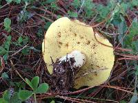 Suillus brevipes image