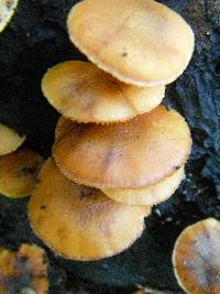 Gymnopilus luteoviridis image