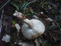 Tricholoma basirubens image