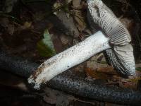 Image of Tricholoma bresadolanum