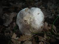 Tricholoma bresadolanum image