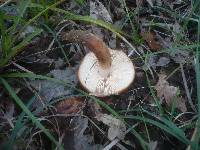 Tricholoma ustaloides image