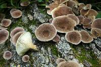 Lentinus strigosus image