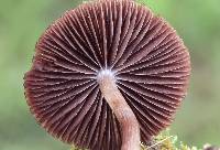 Psathyrella bipellis image