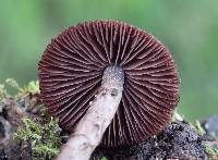 Psathyrella bipellis image