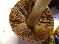 Cortinarius corrugatus image