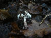 Cystolepiota sistrata image