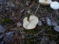 Clitocybe albofragrans image