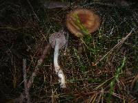 Cortinarius anomalus image