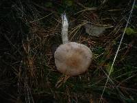 Cortinarius anomalus image