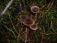 Cortinarius praestigiosus image