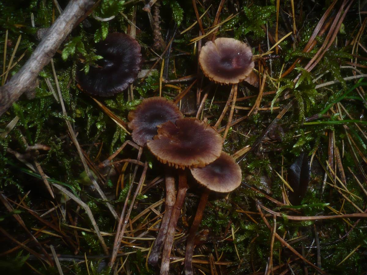 Cortinarius praestigiosus image