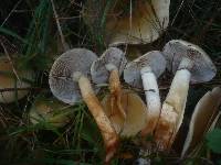 Hypholoma capnoides image