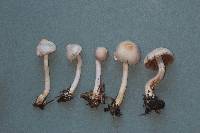 Inocybe lilacina image