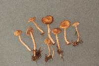 Inocybe fuscidula image