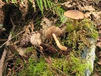 Inocybe subcarpta image