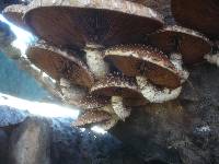 Hemipholiota populnea image