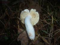 Russula caerulea image