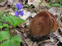 Gyromitra korfii image