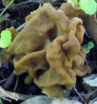 Gyromitra korfii image