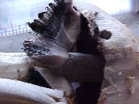 Coprinus asterophoroides image