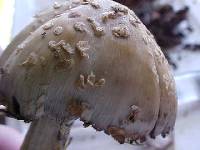 Coprinus asterophoroides image