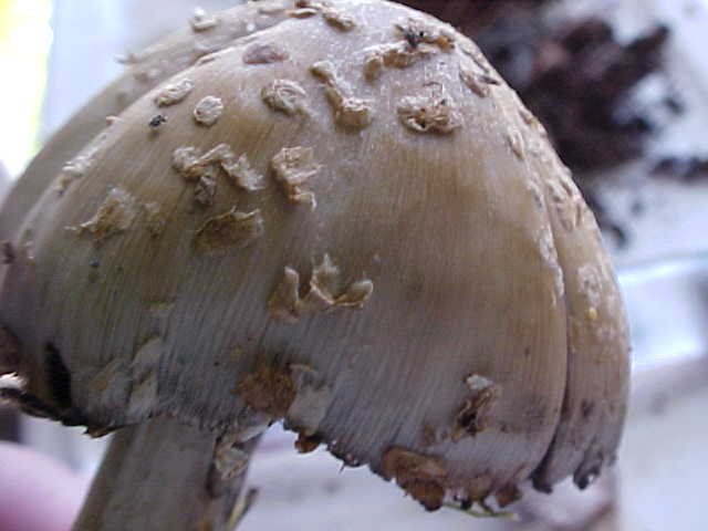 Coprinus asterophoroides image