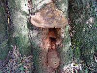 Ganoderma adspersum image