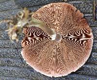 Agaricus silvicola image