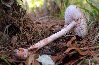 Amanita amerirubescens image