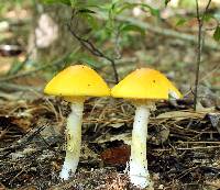 Amanita flavivolva image