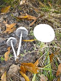 Panaeolus antillarum image