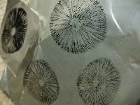 Panaeolus cyanescens image