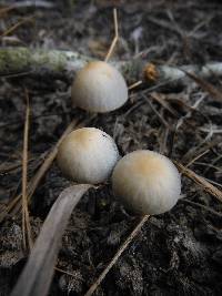 Panaeolus cyanescens image
