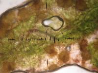 Puccinia monoica image