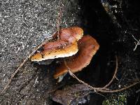 Ganoderma sessiliforme image