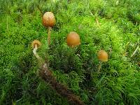 Image of Galerina dicranorum