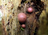 Lycogala epidendrum image