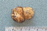 Rhizopogon salebrosus image