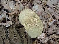 Trametes gibbosa image