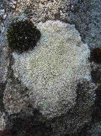 Pertusaria amarescens image