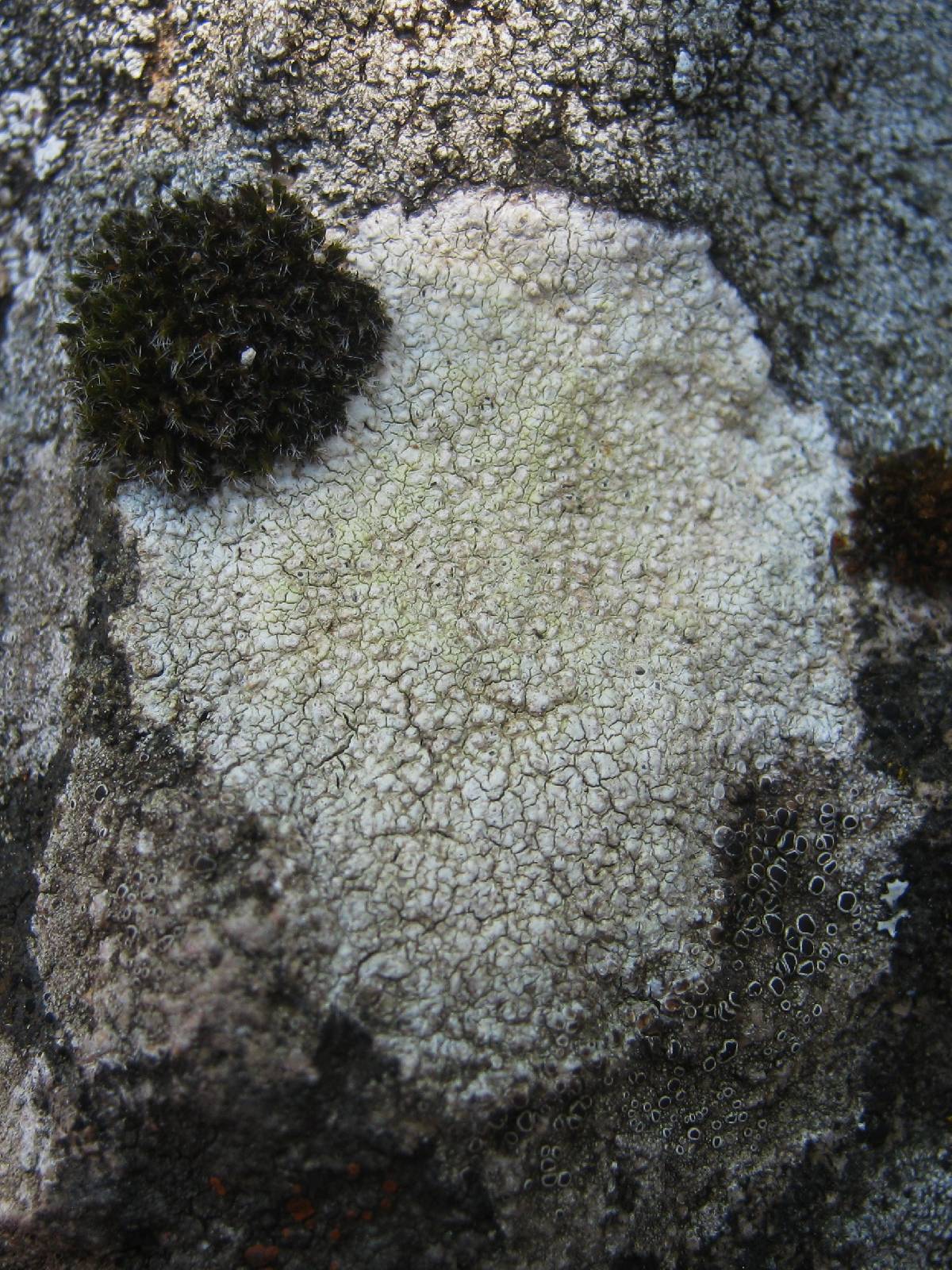 Pertusaria amarescens image