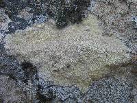 Pertusaria amarescens image