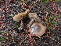 Clitocybe glacialis image